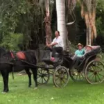 Carriage rides