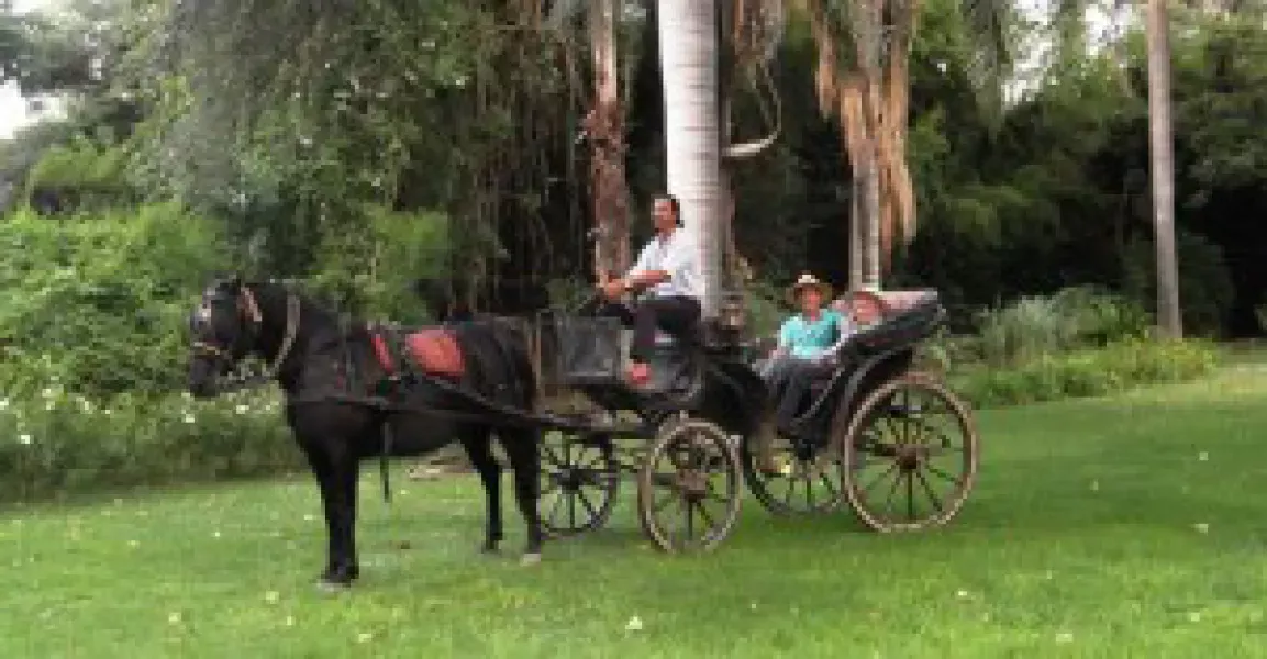 Carriage rides