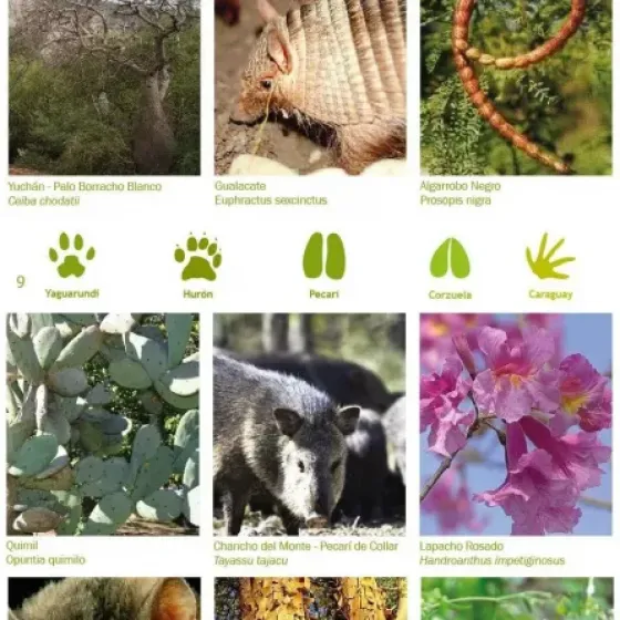 Species