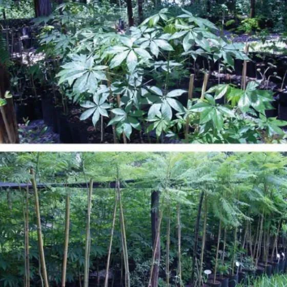 The Plant Nursery